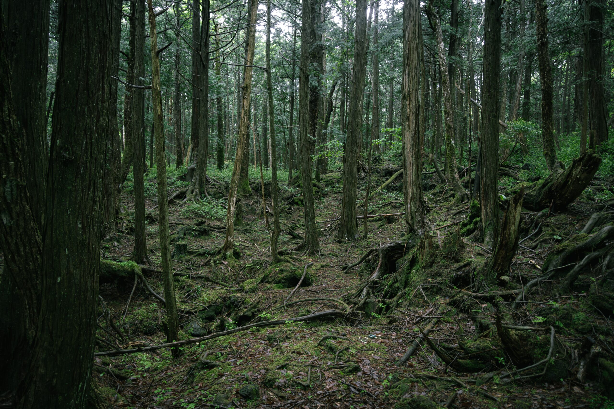 The Suicide Forest: Aokigahara in the USA