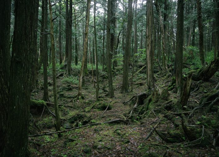 The Suicide Forest: Aokigahara in the USA